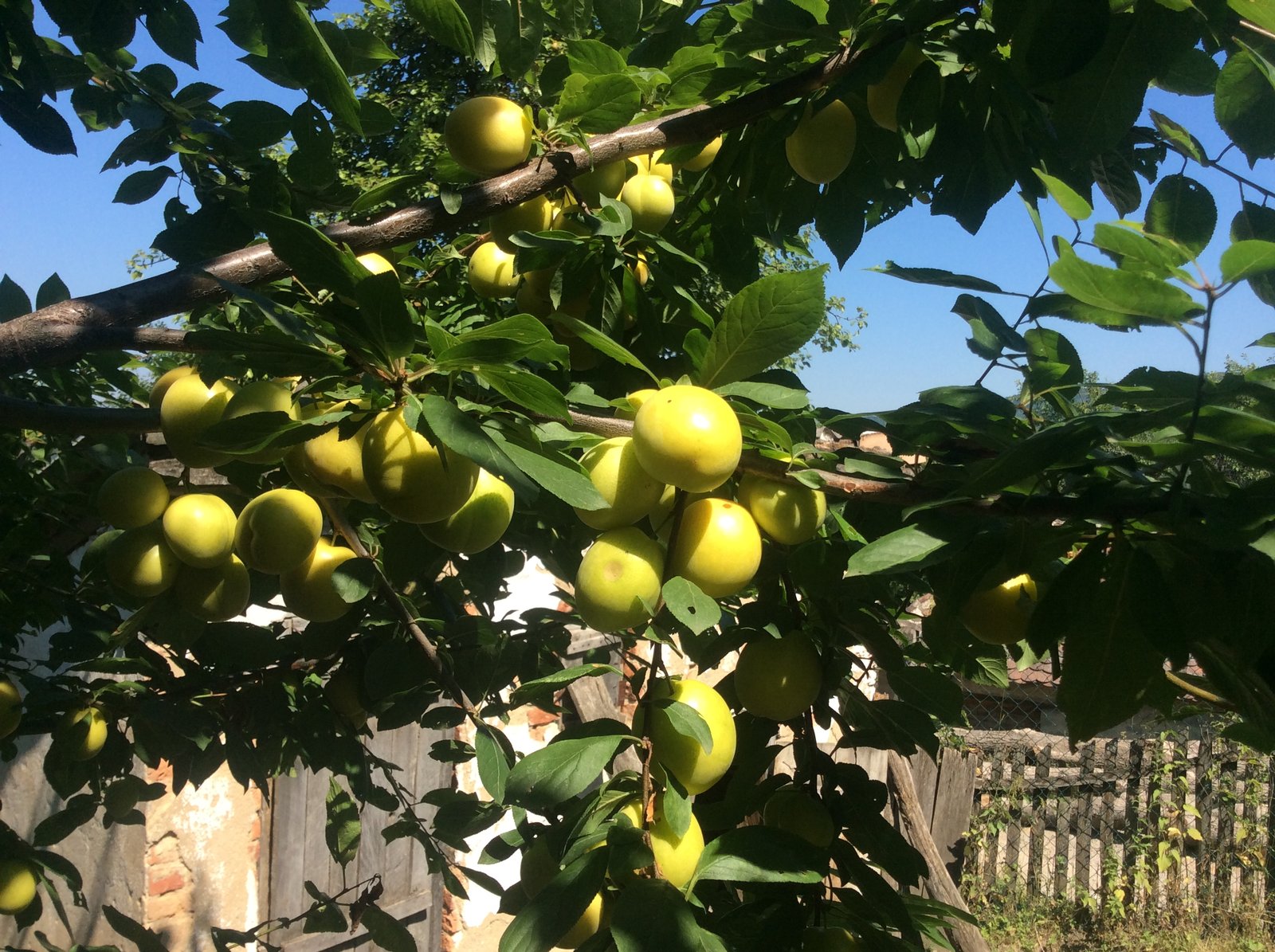 Yellow plums ripening on a tree in Planina, with a building visible behind