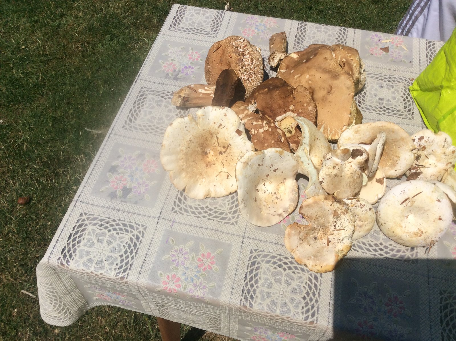 A pile of wild-foraged mushrooms on a lace tablecloth, freshly gathered from the forests around Planina