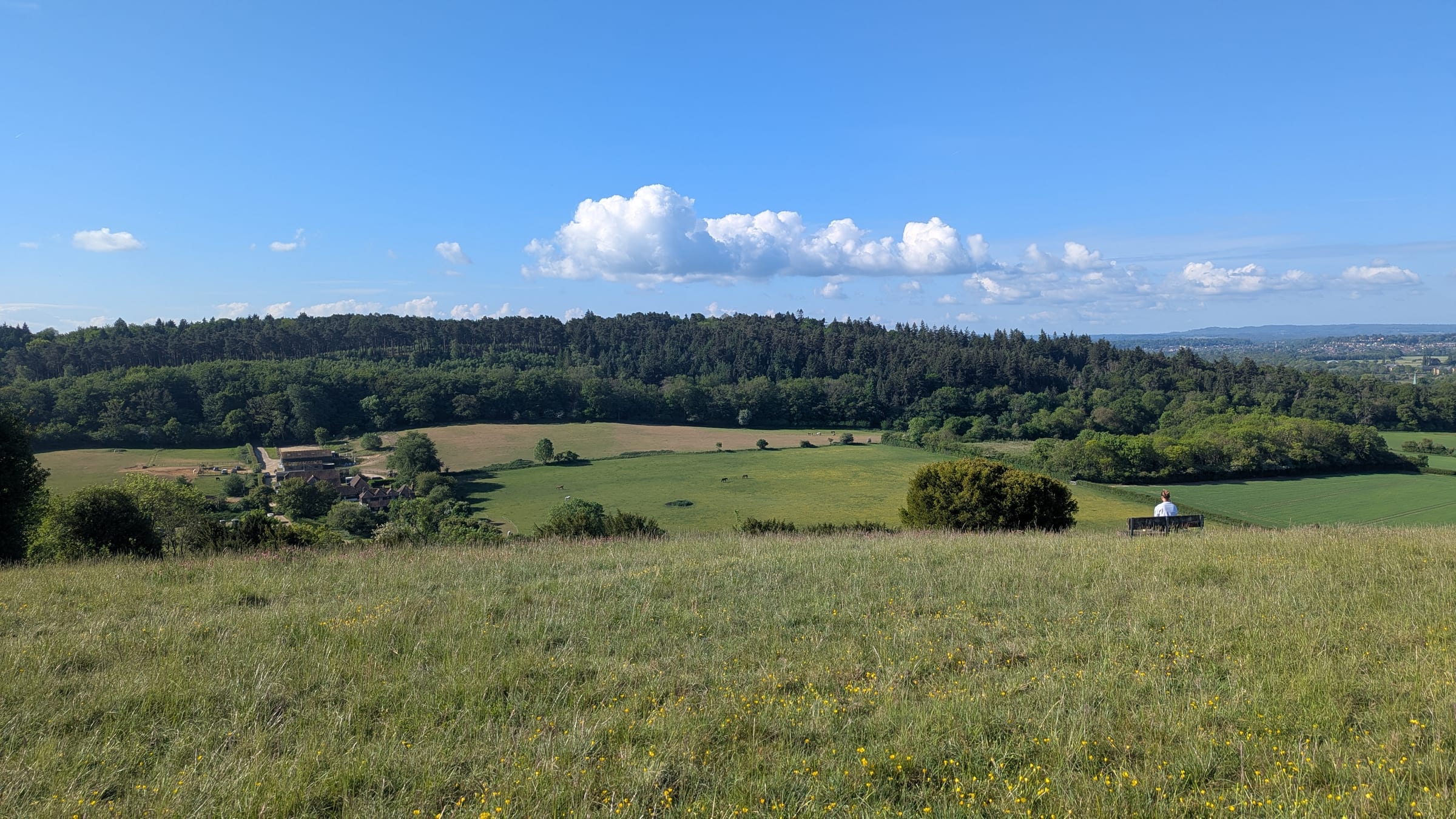 Wildflower meadow on Pewley Downs with a bench overlooking the wooded ridge of the Chantries to the south, spring 2026