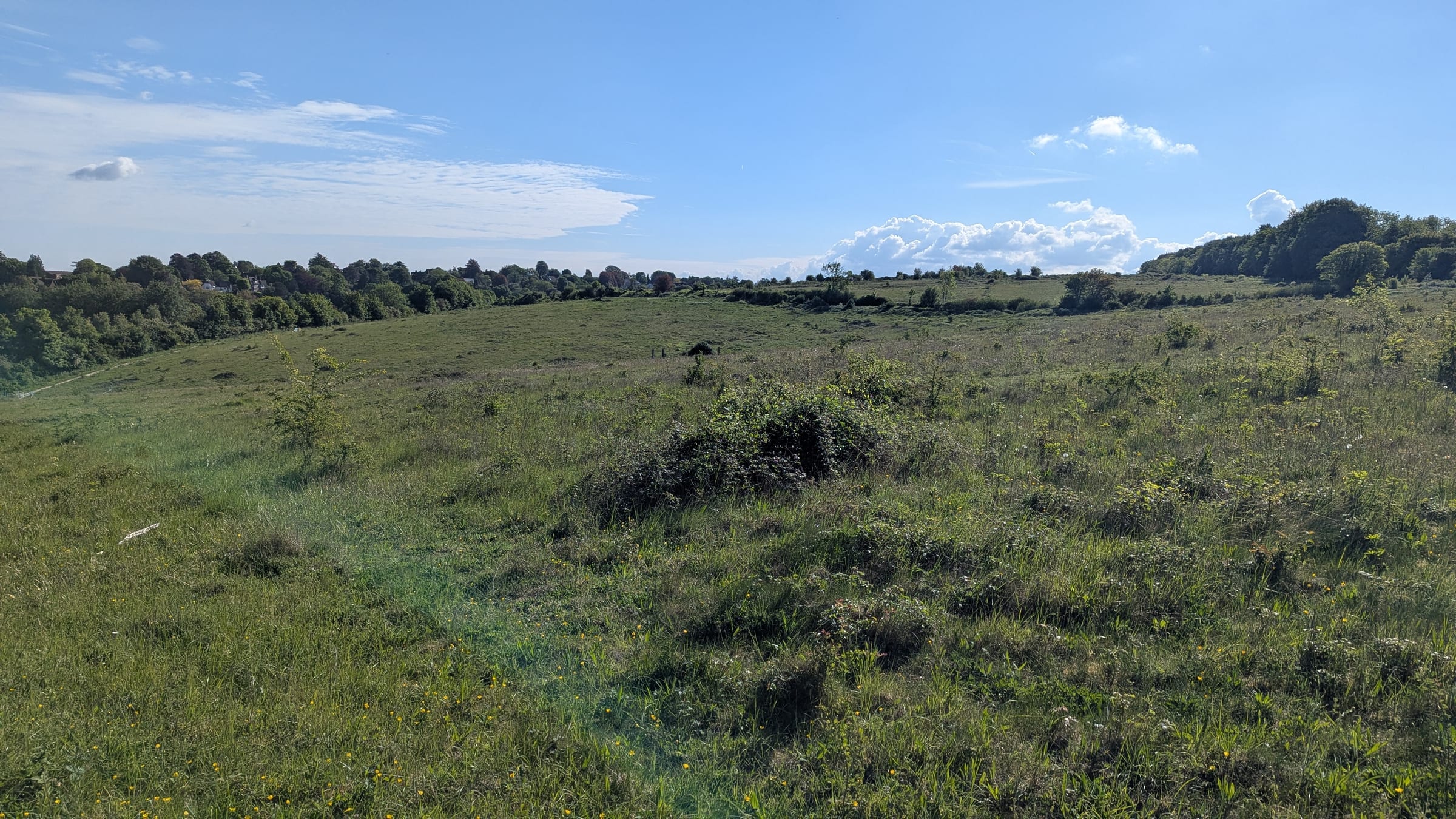 Open chalk scrub and rough grassland on Pewley Meadows in summer, with a distant treeline on the horizon